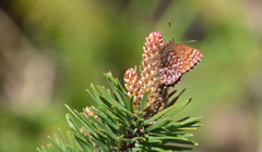 Callophrys eryphon