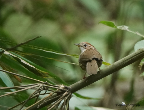 Puff-throated Babbler (Pellorneum ruficeps), photo 4