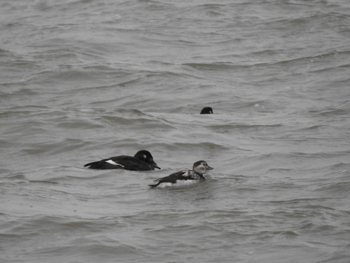 Long-tailed Duck