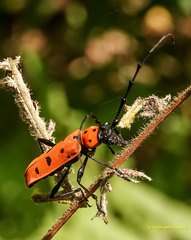 Rosalia decempunctata
