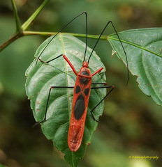 Macrocheraia grandis
