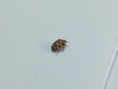 Anthrenus verbasci