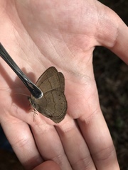 Nhambikuara cerradensis