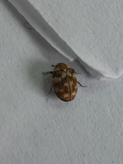 Anthrenus verbasci
