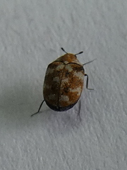 Anthrenus verbasci
