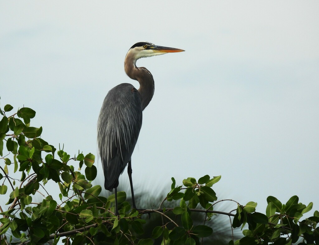 Great Blue Heron from Santurce, San Juan, Puerto Rico on October 27 ...