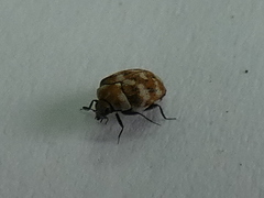 Anthrenus verbasci