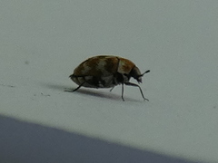 Anthrenus verbasci