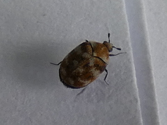 Anthrenus verbasci