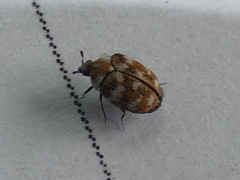 Anthrenus verbasci