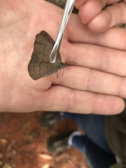 Nhambikuara cerradensis