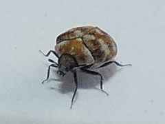 Anthrenus verbasci