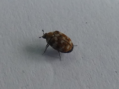 Anthrenus verbasci