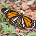 Mariposa Tigre Asiática - Photo (c) djhiker, algunos derechos reservados (CC BY-NC), subido por djhiker