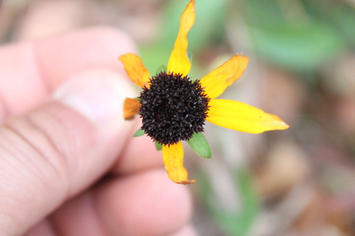 Rudbeckia palustris, photograph 6