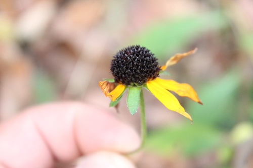 Image of Rudbeckia palustris by (c) Dominic, some rights reserved (CC BY)