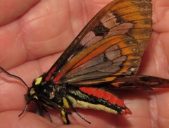 Dysschema magdala