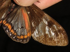 Dysschema magdala
