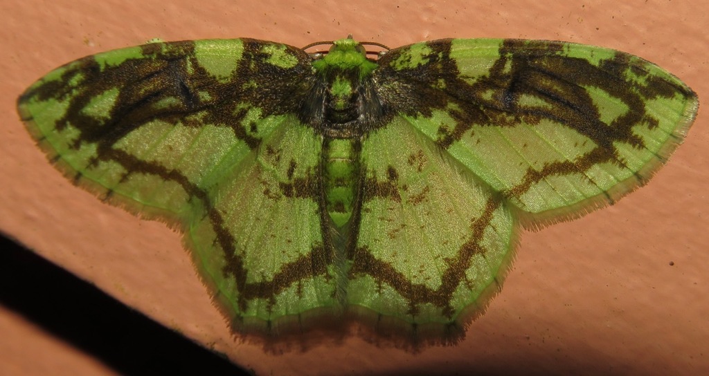 Nemoria ozalea