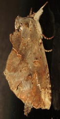Naprepa pulcheria