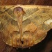 Syngria drepanata - Photo (c) Rich Hoyer, algunos derechos reservados (CC BY-NC-SA)