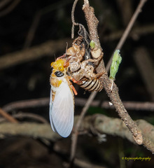 Huechys fusca
