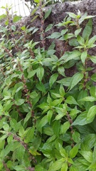 Parietaria officinalis