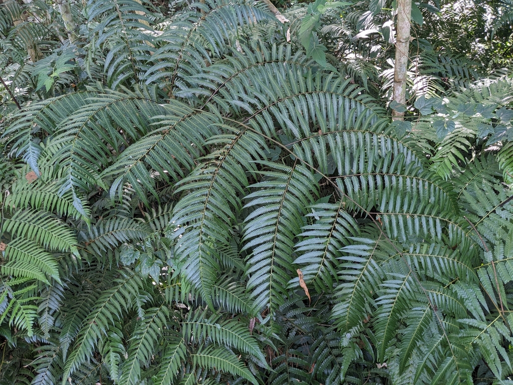 Golden Chicken Fern in October 2023 by galanhsnu · iNaturalist