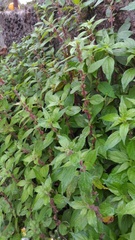 Parietaria officinalis