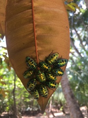 Calliphara