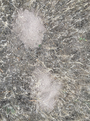 Cratogeomys castanops