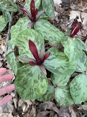 Trillium maculatum