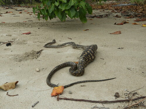 Australian Scrub Python sighting