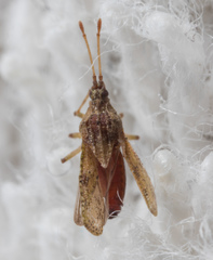 Trachypeplus chinensis