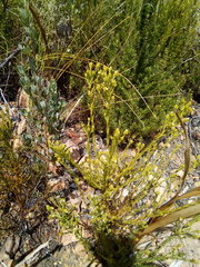 Thesium capitatum