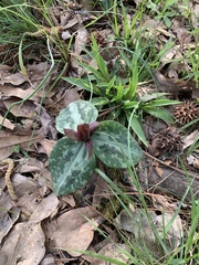Trillium reliquum
