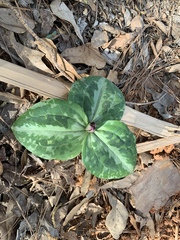 Trillium reliquum