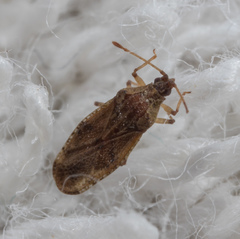 Trachypeplus chinensis