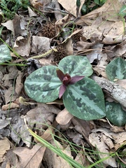 Trillium reliquum