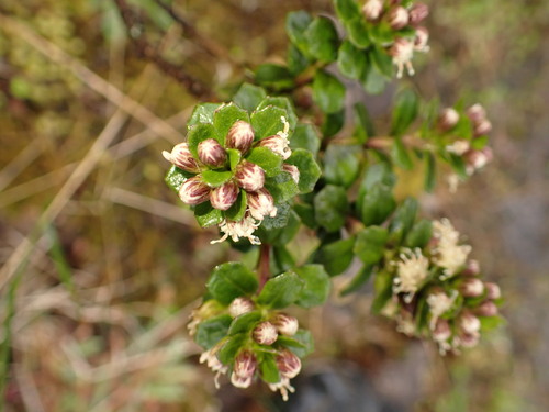 Image of Baccharis tricuneata by (c) agujaceratops, some rights reserved (CC BY)