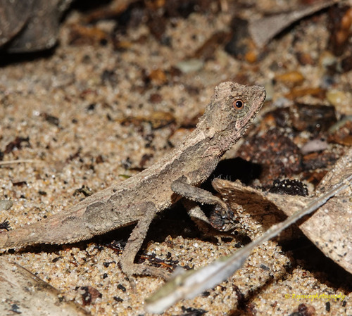 Cristidorsa planidorsata