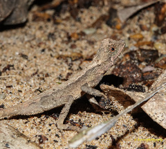 Cristidorsa planidorsata