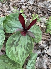 Trillium maculatum