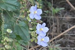 Thunbergia grandiflora image