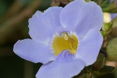 Thunbergia grandiflora image