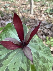 Trillium maculatum