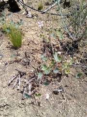Pelargonium tabulare