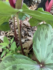 Trillium maculatum