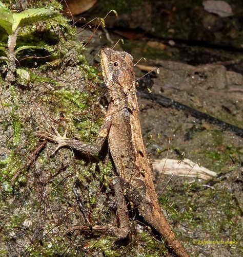 Smooth-Scaled Mountain Lizard, Cristidorsa planidorsata