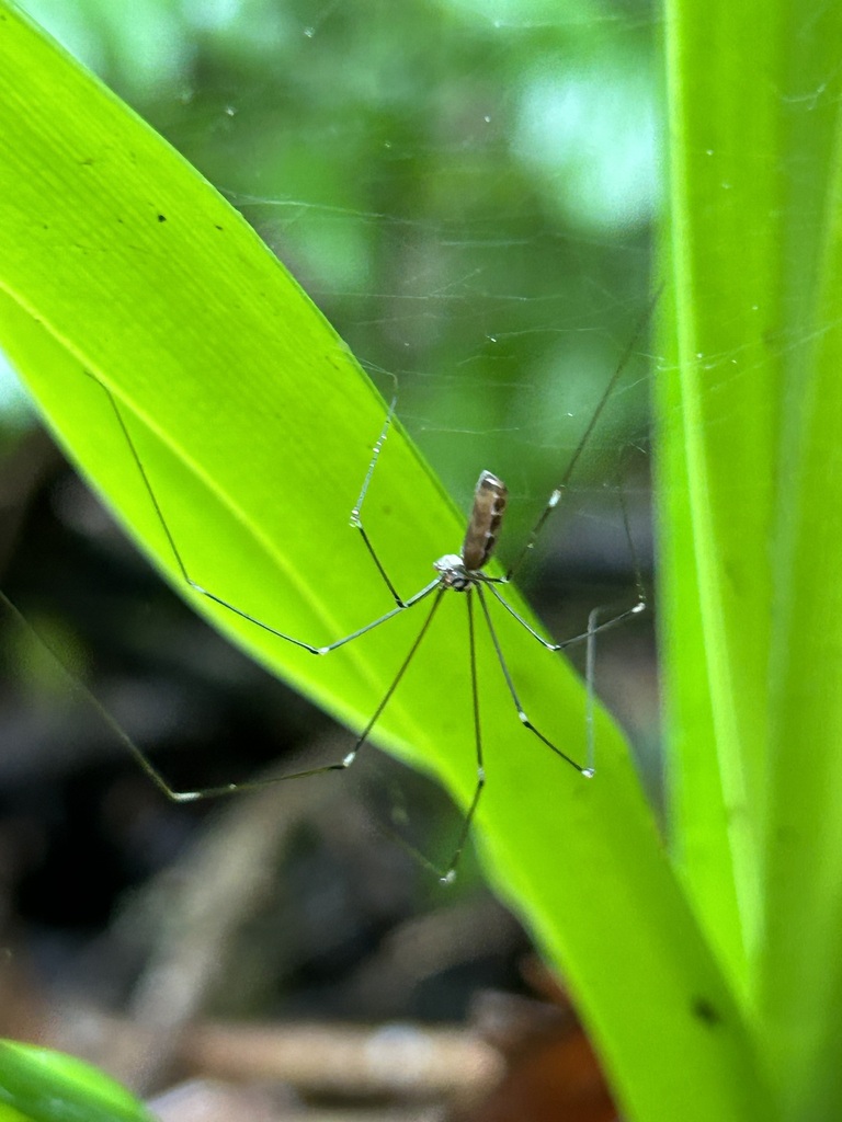 Pholcus ancoralis